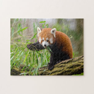Puzzle graciosa foto de panda roja