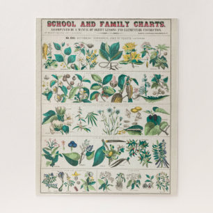 Puzzle Gráfico botánico de época: Usos económicos de