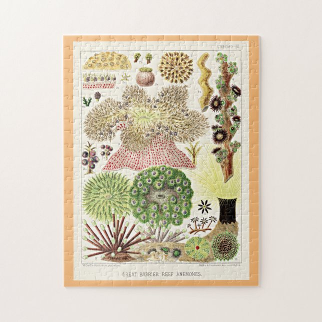 Puzzle Gran barrera de arrecife de Australia Anemones (Vertical)