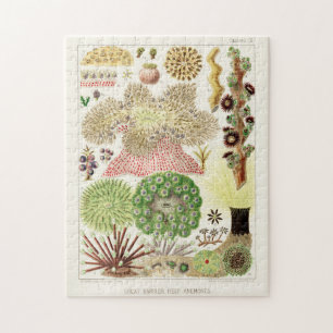 Puzzle Gran barrera de arrecife de Australia de Anémonas