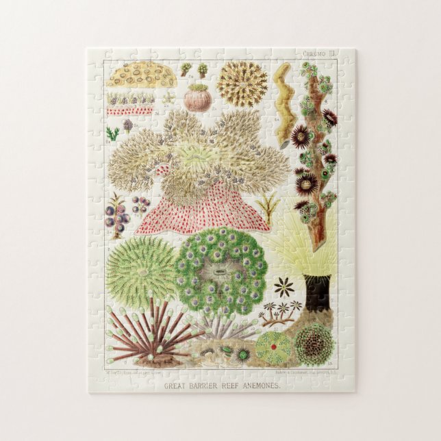 Puzzle Gran barrera de arrecife de Australia de Anémonas (Vertical)