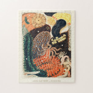 Puzzle Gran Barrera de Arrecife Trepang o Bêche-de-Mer