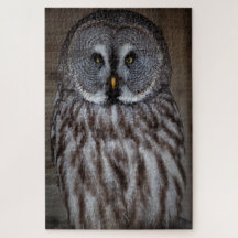 Gran búho gris solo en pie