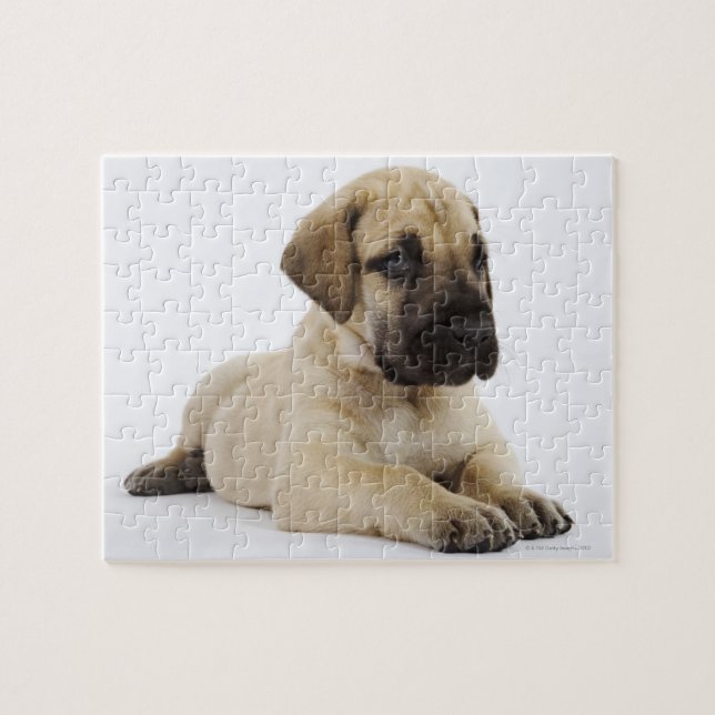 Puzzle Gran cachorro danés en estudio (Horizontal)