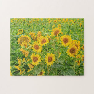 Puzzle Gran campo de girasoles cerca de Moses Lake, WA 2