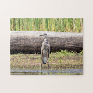 Puzzle Gran garza azul en el lago Champlain