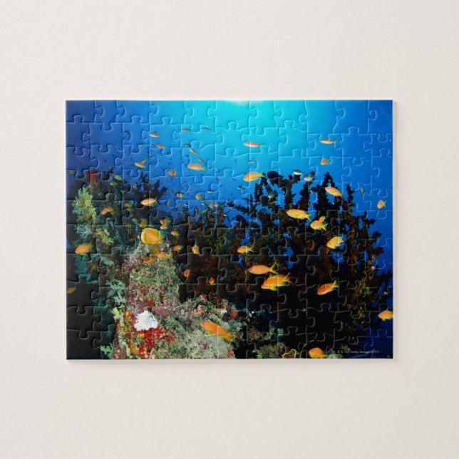Puzzle Gran grupo de peces Sea Goldie nadando (Horizontal)