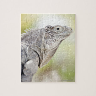 Puzzle Gran Iguana verde disfrutando del sol en el
