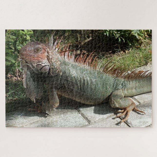 Puzzle Gran imagen de Iguana con horizonte sudamericano d (Horizontal)