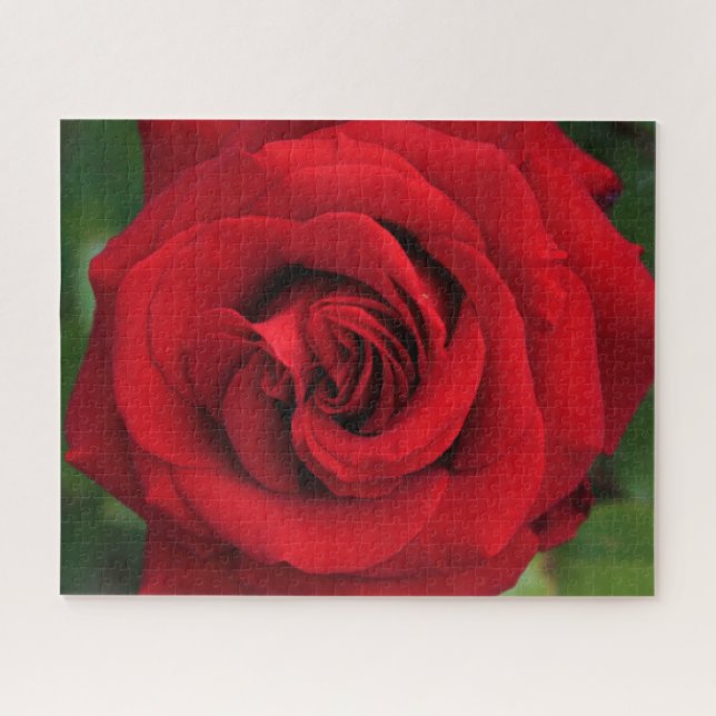 Puzzle Gran rosa rojo (Horizontal)