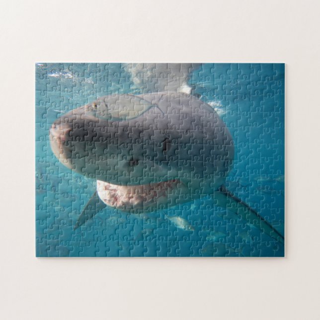 Puzzle Gran tiburón blanco, 252 piezas (Horizontal)