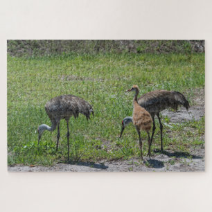 Puzzle Gránas De Arena De Florida En Fotografía De Campo 