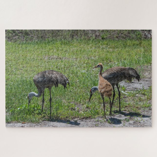 Puzzle Gránas De Arena De Florida En Fotografía De Campo  (Horizontal)