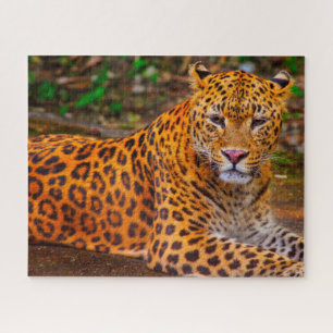 Puzzle Grandes Felinos Jaguar.