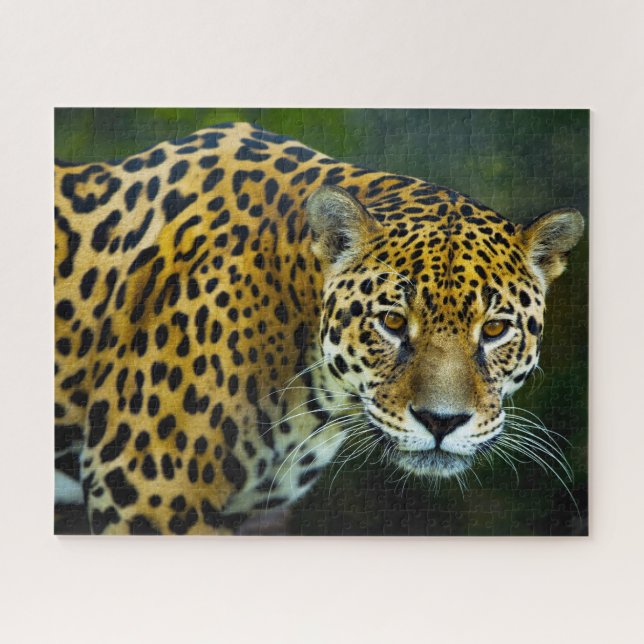 Puzzle Grandes Felinos Jaguar. (Horizontal)