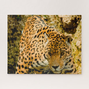 Puzzle Grandes Felinos Jaguar