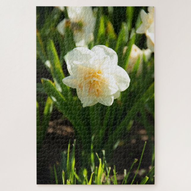 Puzzle Grandes narcisos blancos en un día de primavera  (Vertical)
