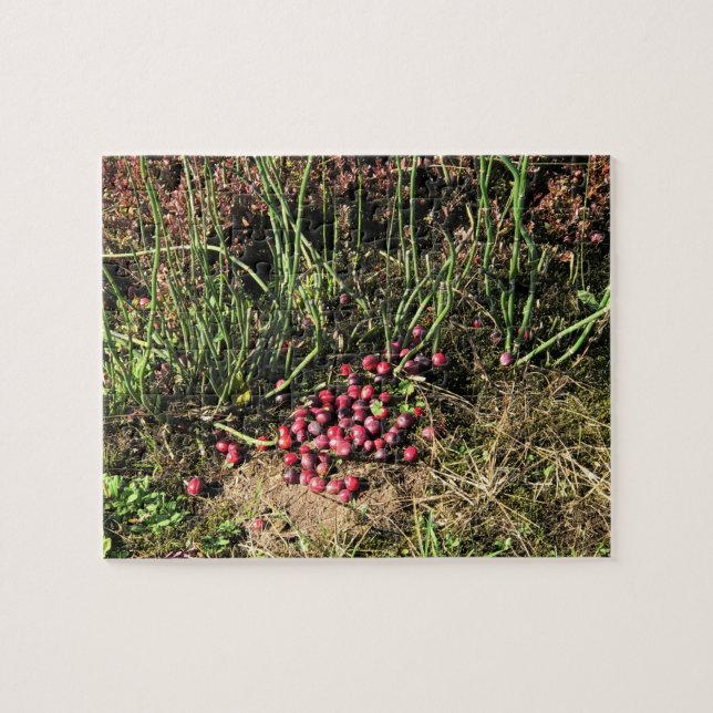 Puzzle Granja de Cranberry, Long Beach, Washington (Horizontal)