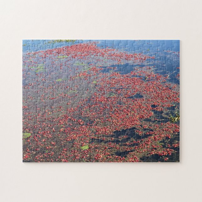 Puzzle Granja de Cranberry, Long Beach, Washington (Horizontal)