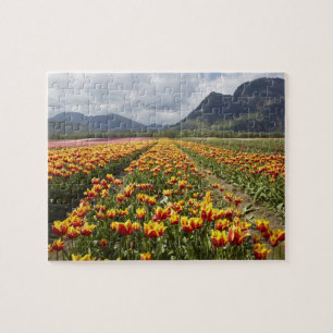 Puzzle Granja de tulipanes cerca de Agassiz, Columbia Bri