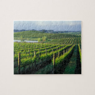 Puzzle Grapevines en filas impecables en Napa de Californ