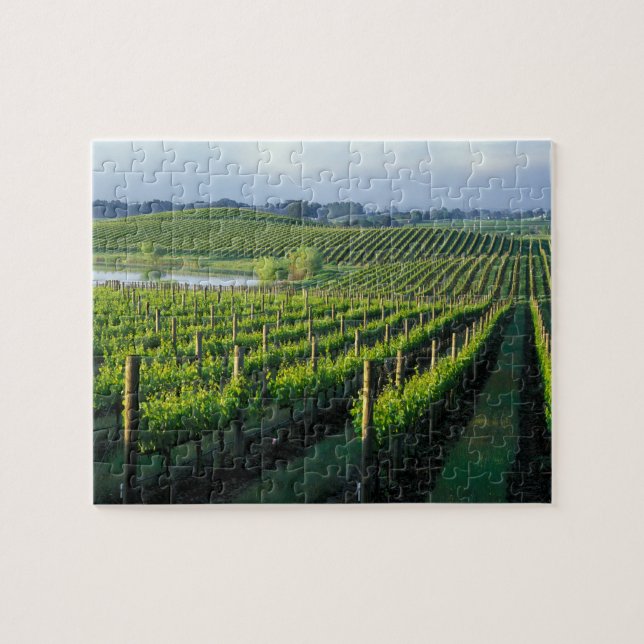 Puzzle Grapevines en filas impecables en Napa de Californ (Horizontal)