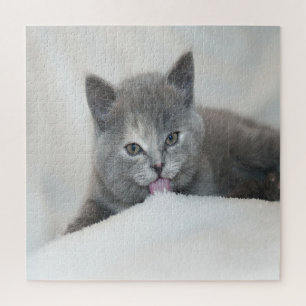 Puzzle Gray Kitten Liceo Nieve