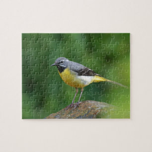 Puzzle Gray Wagtail - pájaro