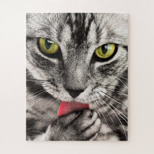 Puzzle Grey Cat with Yellow Eyes Licking Paw