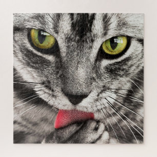 Puzzle Grey Cat with Yellow Eyes Licking Paw
