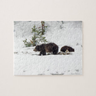 Puzzle Grizzlies in the Snow