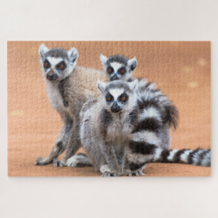 Puzzle Group of Ring-Tailed Lemurs