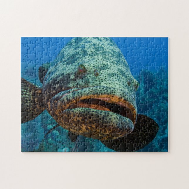 Puzzle Grouper Goliath del Atlántico (Horizontal)