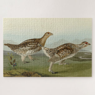 Puzzle Grueso de cola aguda - Los pájaros de los Estados 