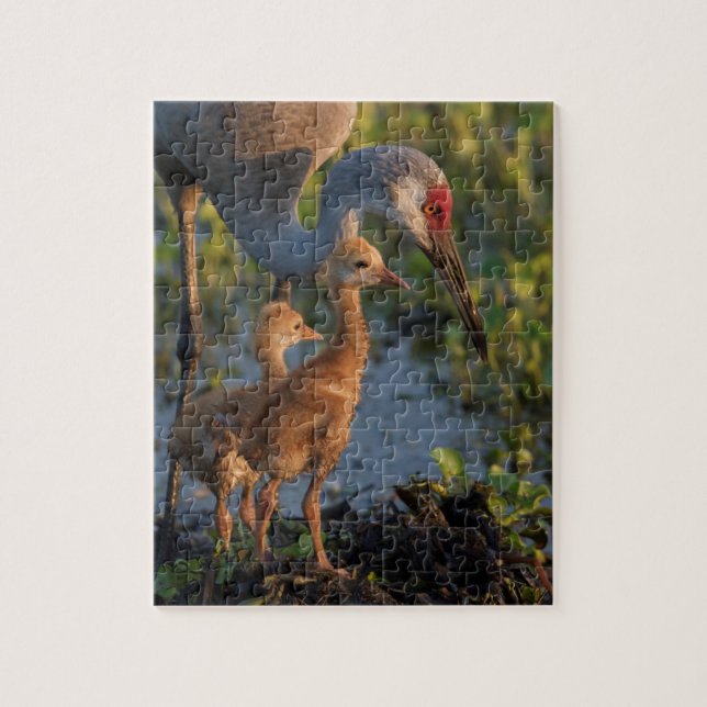 Puzzle Grulla canadiense con pollitos, Florida (Vertical)