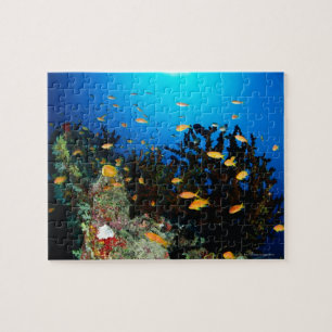 Puzzle Grupo grande de natación de los pescados de Goldi