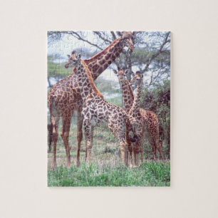 Puzzle Grupo o Manada de Jirafas con Crías, Giraffa