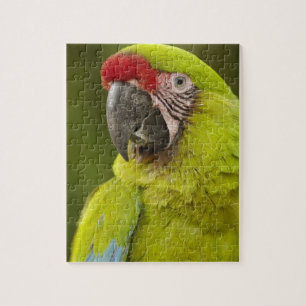 Puzzle Guacamayo Militar