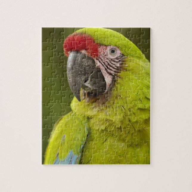 Puzzle Guacamayo Militar (Vertical)