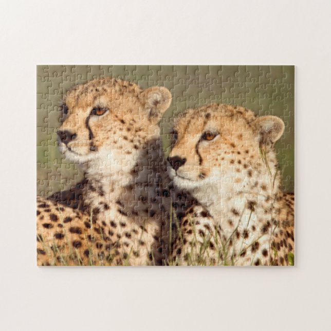 Puzzle Guepardo acostado en la hierba, Ngorongoro Conserv (Horizontal)