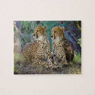 Puzzle guepardo Grandes Felinos.