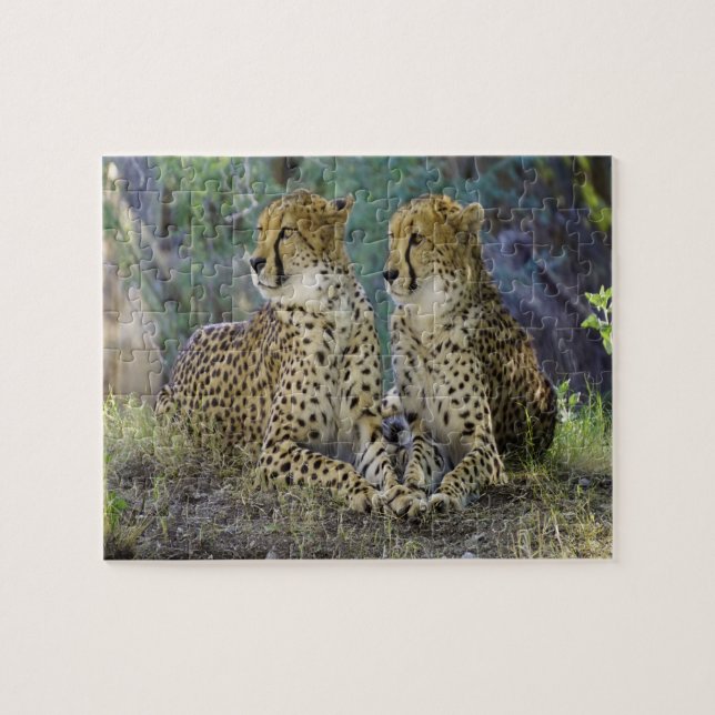 Puzzle guepardo Grandes Felinos. (Horizontal)