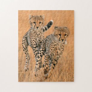 Puzzle Guepardos jóvenes (Acinonyx Jubatus) corriendo