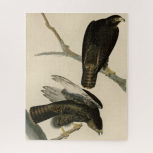 Puzzle Guerrero negro (Halcón de cola roja) de aves auduó