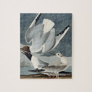 Puzzle Gull bonapartiano de Aves de América