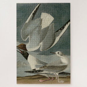 Puzzle Gull bonapartiano de los pájaros de América de Aud