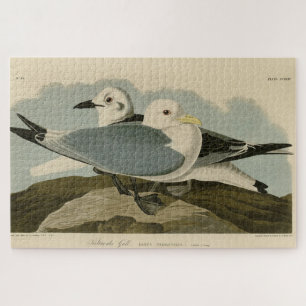 Puzzle Gull Kittiwake de los pájaros de América de Audubo
