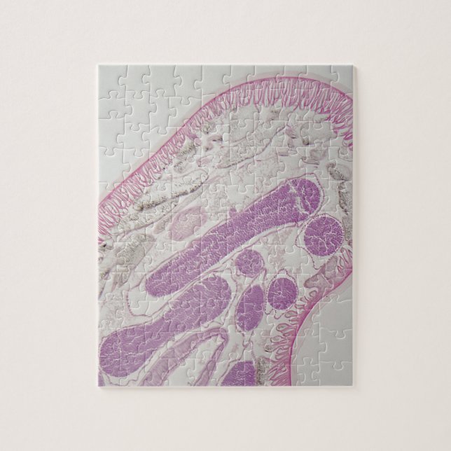 Puzzle Gusano parásito del nematodo (SP del ascaris.) (Vertical)