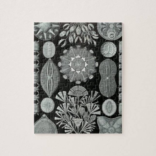 Puzzle Haeckel Diatomea (Vertical)