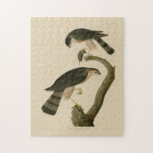 Puzzle Halcón afilado de los pájaros de América de Audubo (Vertical)